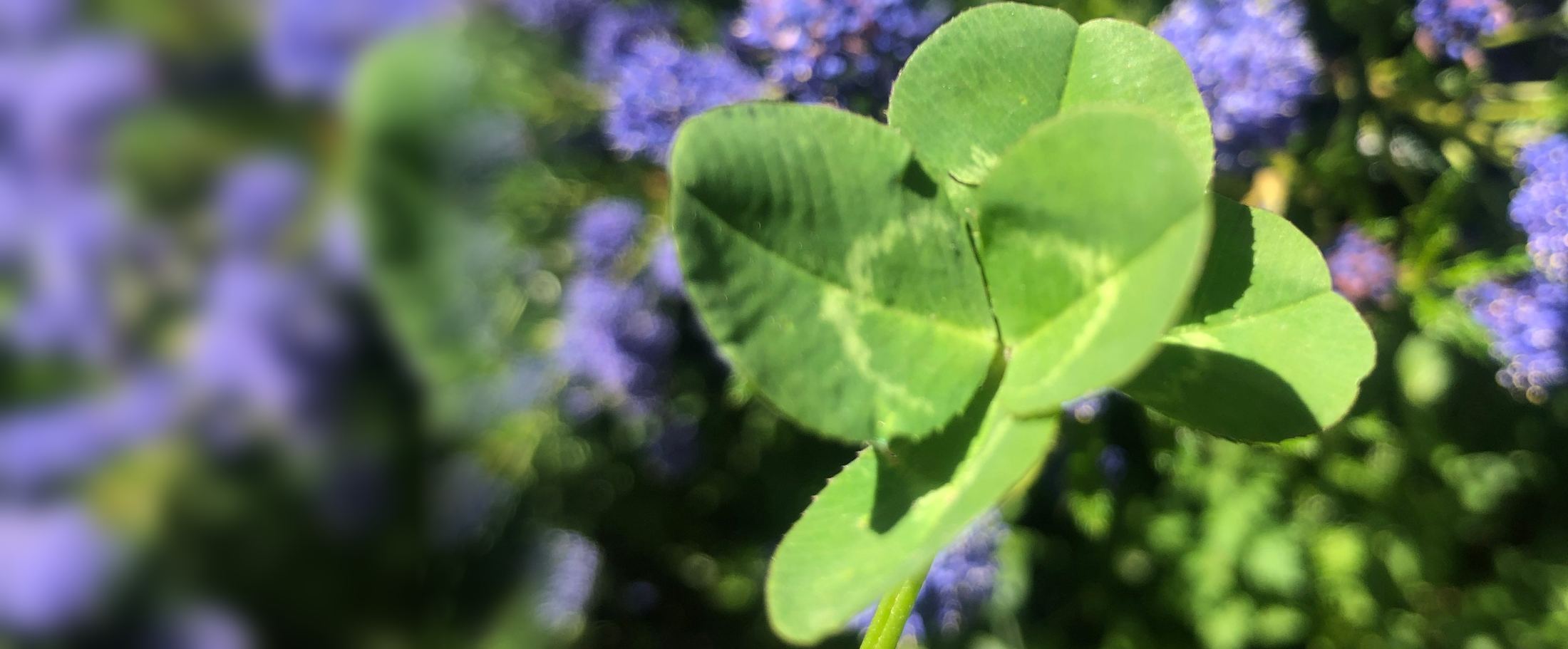 A four-leaf clover held up against blue flowers