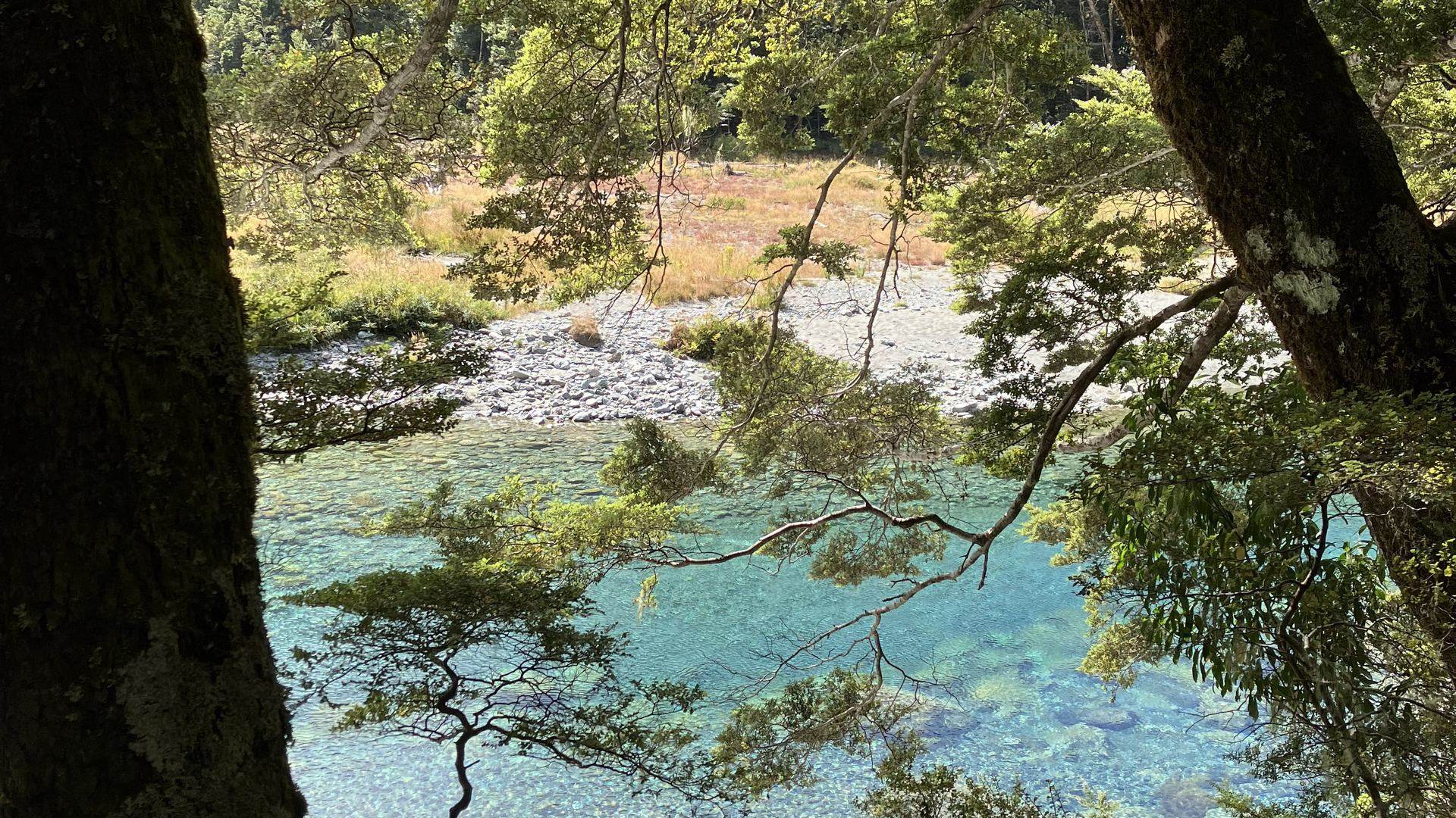 Clear blue river water seen through beech trees